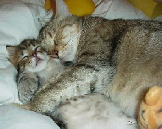 purrrrrrrrrrrrrrrrrrrrr