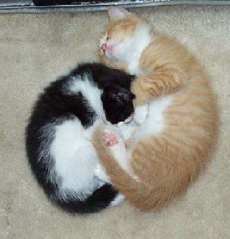 opposites attract